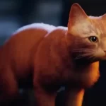 Stray